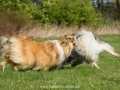 Hundemaedchen_Gaia_Langhaarcollie_Collie_Rough_Hundefreunde_Dasan_Brite_Ami_Treffen_Spaziergang (10)