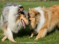 Hundemaedchen_Gaia_Langhaarcollie_Collie_Rough_Hundefreunde_Dasan_Brite_Ami_Treffen_Spaziergang (101)