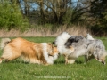 Hundemaedchen_Gaia_Langhaarcollie_Collie_Rough_Hundefreunde_Dasan_Brite_Ami_Treffen_Spaziergang (13)