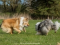 Hundemaedchen_Gaia_Langhaarcollie_Collie_Rough_Hundefreunde_Dasan_Brite_Ami_Treffen_Spaziergang (15)