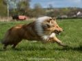 Hundemaedchen_Gaia_Langhaarcollie_Collie_Rough_Hundefreunde_Dasan_Brite_Ami_Treffen_Spaziergang (19)