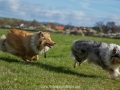 Hundemaedchen_Gaia_Langhaarcollie_Collie_Rough_Hundefreunde_Dasan_Brite_Ami_Treffen_Spaziergang (20)