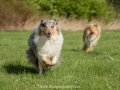 Hundemaedchen_Gaia_Langhaarcollie_Collie_Rough_Hundefreunde_Dasan_Brite_Ami_Treffen_Spaziergang (24)