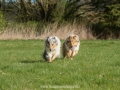 Hundemaedchen_Gaia_Langhaarcollie_Collie_Rough_Hundefreunde_Dasan_Brite_Ami_Treffen_Spaziergang (29)