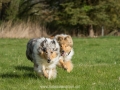 Hundemaedchen_Gaia_Langhaarcollie_Collie_Rough_Hundefreunde_Dasan_Brite_Ami_Treffen_Spaziergang (34)