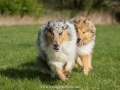 Hundemaedchen_Gaia_Langhaarcollie_Collie_Rough_Hundefreunde_Dasan_Brite_Ami_Treffen_Spaziergang (48)