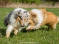 Hundemaedchen_Gaia_Langhaarcollie_Collie_Rough_Hundefreunde_Dasan_Brite_Ami_Treffen_Spaziergang (49)