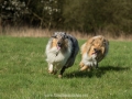 Hundemaedchen_Gaia_Langhaarcollie_Collie_Rough_Hundefreunde_Dasan_Brite_Ami_Treffen_Spaziergang (58)