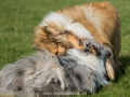 Hundemaedchen_Gaia_Langhaarcollie_Collie_Rough_Hundefreunde_Dasan_Brite_Ami_Treffen_Spaziergang (67)