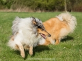 Hundemaedchen_Gaia_Langhaarcollie_Collie_Rough_Hundefreunde_Dasan_Brite_Ami_Treffen_Spaziergang (73)