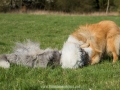 Hundemaedchen_Gaia_Langhaarcollie_Collie_Rough_Hundefreunde_Dasan_Brite_Ami_Treffen_Spaziergang (74)