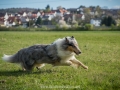 Hundemaedchen_Gaia_Langhaarcollie_Collie_Rough_Hundefreunde_Dasan_Brite_Ami_Treffen_Spaziergang (77)