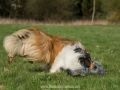Hundemaedchen_Gaia_Langhaarcollie_Collie_Rough_Hundefreunde_Dasan_Brite_Ami_Treffen_Spaziergang (78)