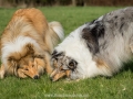 Hundemaedchen_Gaia_Langhaarcollie_Collie_Rough_Hundefreunde_Dasan_Brite_Ami_Treffen_Spaziergang (84)