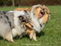 Hundemaedchen_Gaia_Langhaarcollie_Collie_Rough_Hundefreunde_Dasan_Brite_Ami_Treffen_Spaziergang (86)