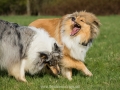Hundemaedchen_Gaia_Langhaarcollie_Collie_Rough_Hundefreunde_Dasan_Brite_Ami_Treffen_Spaziergang (87)