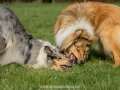 Hundemaedchen_Gaia_Langhaarcollie_Collie_Rough_Hundefreunde_Dasan_Brite_Ami_Treffen_Spaziergang (93)