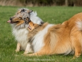 Hundemaedchen_Gaia_Langhaarcollie_Collie_Rough_Hundefreunde_Dasan_Brite_Ami_Treffen_Spaziergang (96)