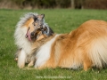 Hundemaedchen_Gaia_Langhaarcollie_Collie_Rough_Hundefreunde_Dasan_Brite_Ami_Treffen_Spaziergang (97)