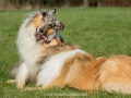 Hundemaedchen_Gaia_Langhaarcollie_Collie_Rough_Hundefreunde_Dasan_Brite_Ami_Treffen_Spaziergang (98)