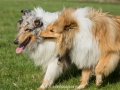 Hundemaedchen_Gaia_Langhaarcollie_Collie_Rough_Hundefreunde_Dasan_Brite_Ami_Treffen_Spaziergang (99)
