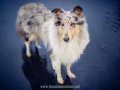 Hundemaedchen_Gaia_Langhaarcollie_52WochenHunde_Projekt2018_Collie (1)