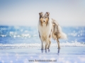 Hundemaedchen_Gaia_Langhaarcollie_52WochenHunde_Projekt2018_Collie (19)