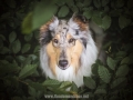 Hundemaedchen_Gaia_Langhaarcollie_52WochenHunde_Projekt2018_Collie (24)