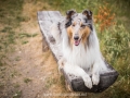 Hundemaedchen_Gaia_Langhaarcollie_52WochenHunde_Projekt2018_Collie (25)