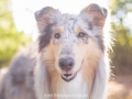 Hundemaedchen_Gaia_Langhaarcollie_52WochenHunde_Projekt2018_Collie (29)