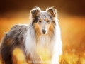 Hundemaedchen_Gaia_Langhaarcollie_52WochenHunde_Projekt2017_Collie (10)