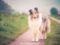 Hundemaedchen_Gaia_Langhaarcollie_52WochenHunde_Projekt2017_Collie (18)