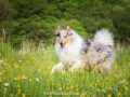 Hundemaedchen_Gaia_Langhaarcollie_52WochenHunde_Projekt2017_Collie (20)