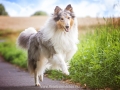 Hundemaedchen_Gaia_Langhaarcollie_52WochenHunde_Projekt2017_Collie (28)