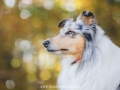 Hundemaedchen_Gaia_Langhaarcollie_52WochenHunde_Projekt2017_Collie (41)