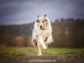 Hundemaedchen_Gaia_Langhaarcollie_52WochenHunde_Projekt2017_Collie (52)