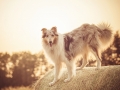 Hundemaedchen_Gaia_Langhaarcollie_Rough_Collie_bluemerle_Sonnenuntergang_Sommer_Heuballen_Abendstimmung_Abend (11)