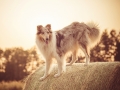 Hundemaedchen_Gaia_Langhaarcollie_Rough_Collie_bluemerle_Sonnenuntergang_Sommer_Heuballen_Abendstimmung_Abend (13)