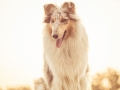 Hundemaedchen_Gaia_Langhaarcollie_Rough_Collie_bluemerle_Sonnenuntergang_Sommer_Heuballen_Abendstimmung_Abend (15)