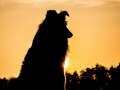 Hundemaedchen_Gaia_Langhaarcollie_Rough_Collie_bluemerle_Sonnenuntergang_Sommer_Heuballen_Abendstimmung_Abend (17)