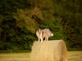 Hundemaedchen_Gaia_Maggy_Mischling_Langhaarcollie_Rough_Border_Collie_Sonnenuntergang_Sommer_Heu_Heuballen (3)