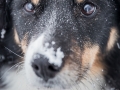 Hundemaedchen_Border_Collie_Mischling_Mix_Maggy_black_schwarz_tricolor_Winter_Schnee_Lassie_Huendin (3)