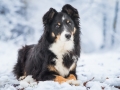Hundemaedchen_Border_Collie_Mischling_Mix_Maggy_black_schwarz_tricolor_Winter_Schnee_Lassie_Huendin (5)