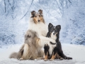 Hundemaedchen_Langhaarcollie_Amerikanisher_Border_Collie_Gaia_Maggy_bluemerle_tricolor_Winter_Schnee_Lassie_Huendin (11)