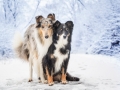 Hundemaedchen_Langhaarcollie_Amerikanisher_Border_Collie_Gaia_Maggy_bluemerle_tricolor_Winter_Schnee_Lassie_Huendin (7)