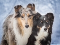 Hundemaedchen_Langhaarcollie_Amerikanisher_Border_Collie_Gaia_Maggy_bluemerle_tricolor_Winter_Schnee_Lassie_Huendin (9)
