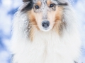 Hundemaedchen_Langhaarcollie_Amerikanisher_Collie_Gaia_Blue_Merle_Winter_Schnee_Lassie_Huendin (1)