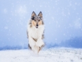 Hundemaedchen_Langhaarcollie_Amerikanisher_Collie_Gaia_Blue_Merle_Winter_Schnee_Lassie_Huendin (12)