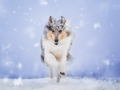 Hundemaedchen_Langhaarcollie_Amerikanisher_Collie_Gaia_Blue_Merle_Winter_Schnee_Lassie_Huendin (16)