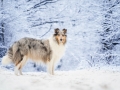 Hundemaedchen_Langhaarcollie_Amerikanisher_Collie_Gaia_Blue_Merle_Winter_Schnee_Lassie_Huendin (17)